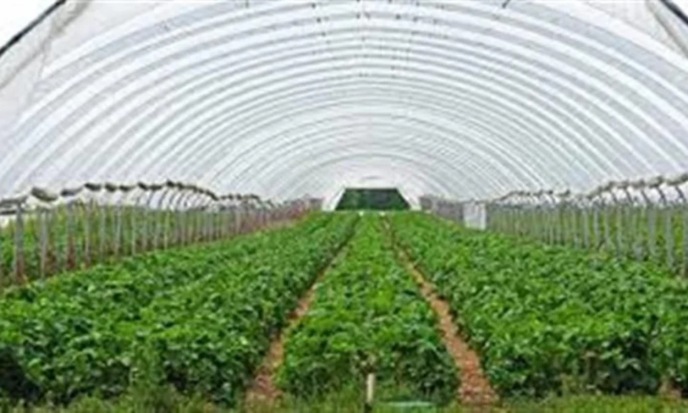खेती की ओर लौटता Punjab का युवा! CM Mann की नीतियों से 1,200+ युवा बने सफल ‘Agri-Businessmen’, Polyhouse Farming से कमा रहे लाखों रुपये