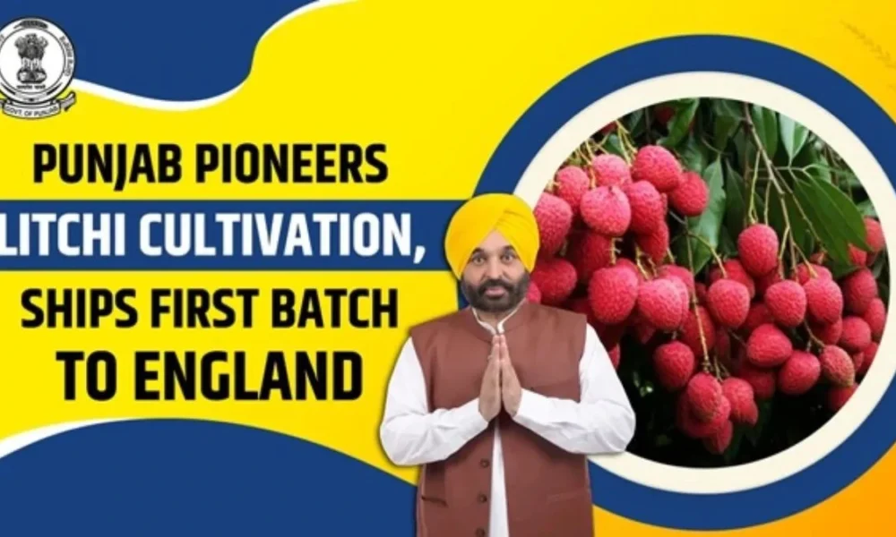 Punjab बना देश का Lychee Hub: Mann सरकार ने खोला export का रास्ता, किसानों की आमदनी 5 गुना बढ़ी