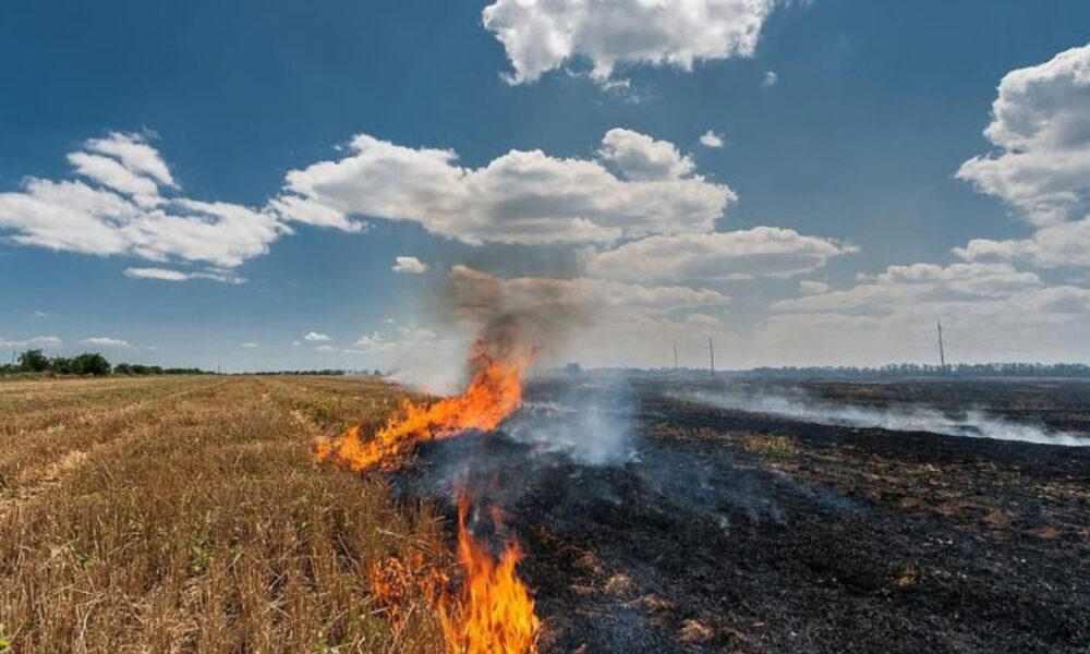 Central Government ने की Mann सरकार की सराहना, Punjab की सफ़लता, किसानों के सहयोग से Stubble Burning Incidents में 85% की ऐतिहासिक गिरावट