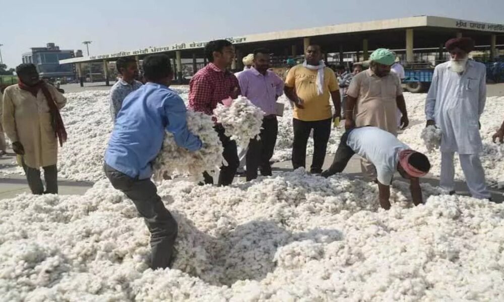 मान सरकार ने किसानों को दी बड़ी राहत! सक्रिय पहल से कपास के दाम 5,700 से सीधे 7,500+ तक पहुंचे