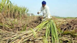 पंजाब में गन्ने की खेती पर संकट, छह साल में उत्पादन 7.74% घटा; चीनी के बढ़ते दाम ने बढ़ाई चिंता