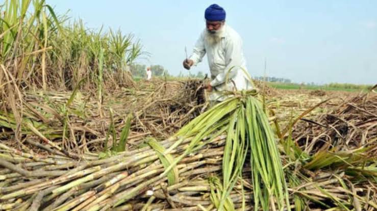 पंजाब में गन्ने की खेती पर संकट, छह साल में उत्पादन 7.74% घटा; चीनी के बढ़ते दाम ने बढ़ाई चिंता